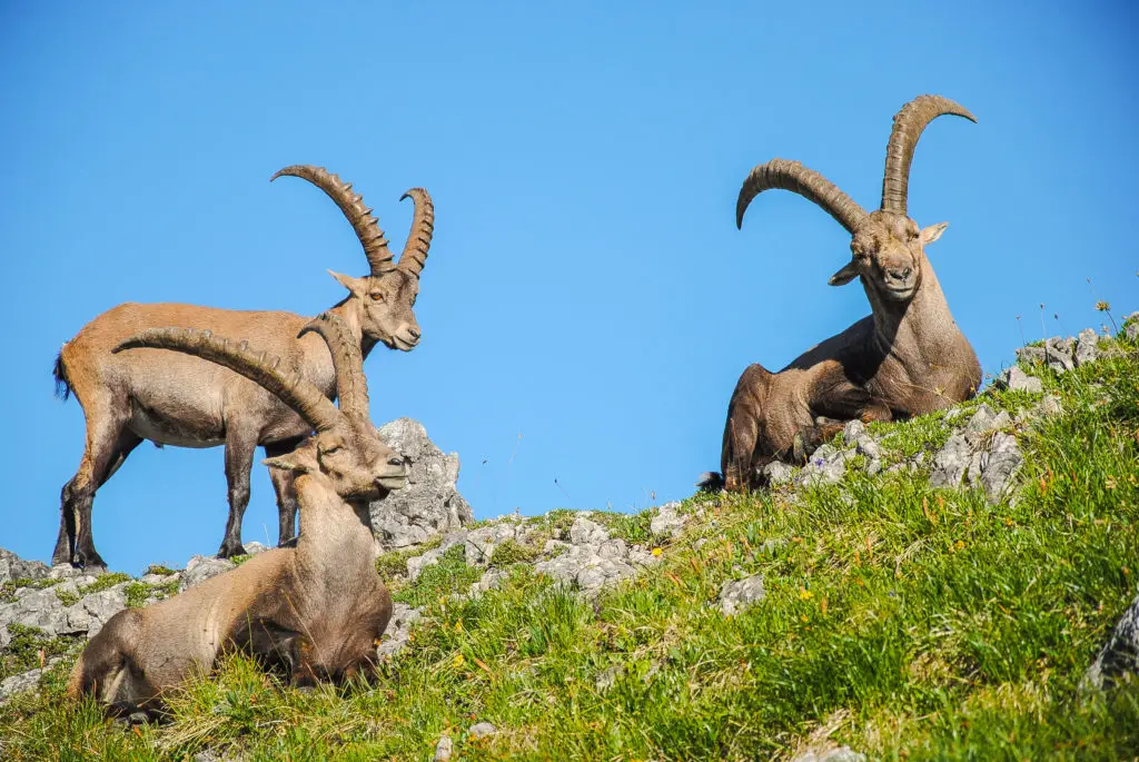 Die Steinbocktour: alle Infos zur beliebten Hüttentour im Allgäu - als